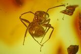 Detailed Fossil Moth Fly, Fly, and Ant in Baltic Amber #207552-3